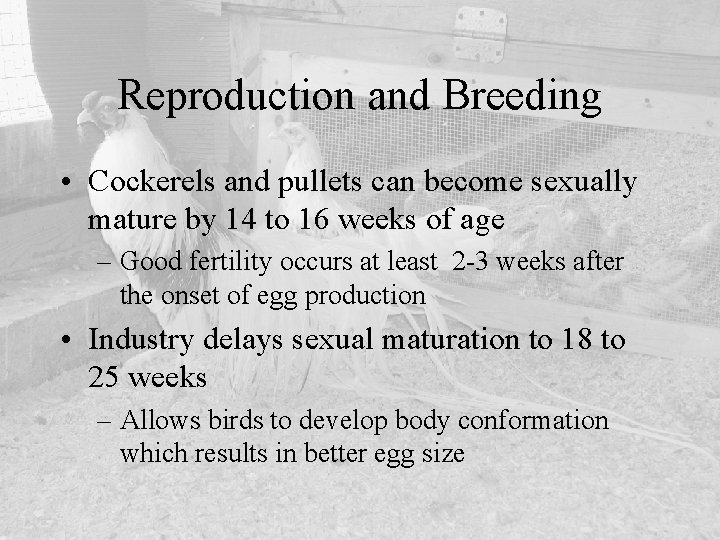 Reproduction and Breeding • Cockerels and pullets can become sexually mature by 14 to
