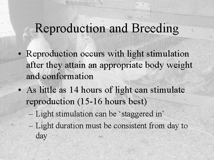 Reproduction and Breeding • Reproduction occurs with light stimulation after they attain an appropriate