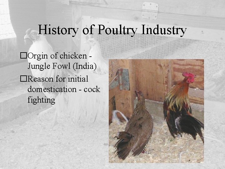 History of Poultry Industry �Orgin of chicken Jungle Fowl (India) �Reason for initial domestication