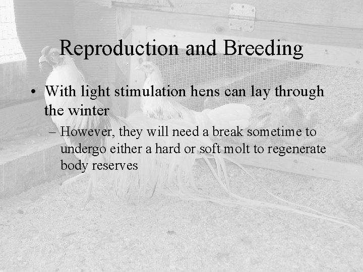 Reproduction and Breeding • With light stimulation hens can lay through the winter –