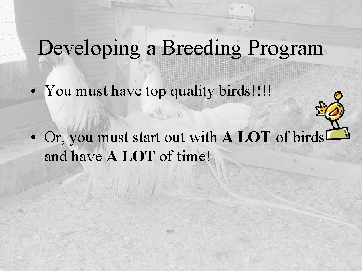 Developing a Breeding Program • You must have top quality birds!!!! • Or, you