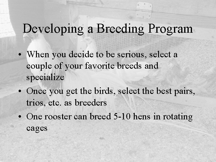 Developing a Breeding Program • When you decide to be serious, select a couple