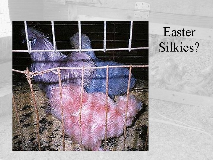 Easter Silkies? 