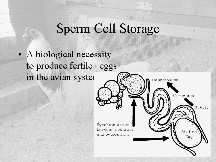 Sperm Cell Storage • A biological necessity to produce fertile eggs in the avian