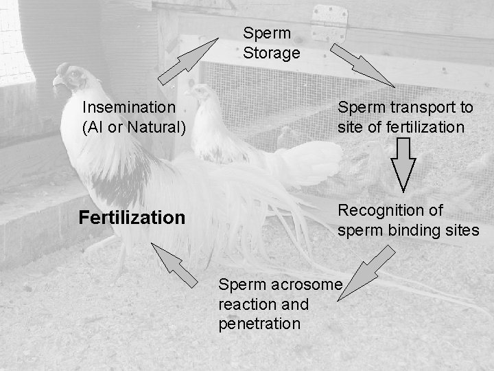 Sperm Storage Insemination (AI or Natural) Sperm transport to site of fertilization Fertilization Recognition