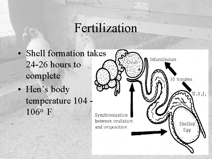 Fertilization • Shell formation takes 24 -26 hours to complete • Hen’s body temperature