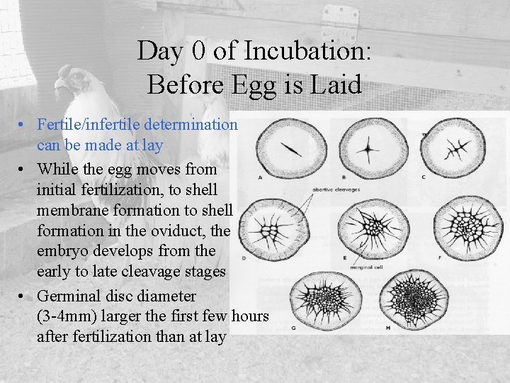 Day 0 of Incubation: Before Egg is Laid • Fertile/infertile determination can be made