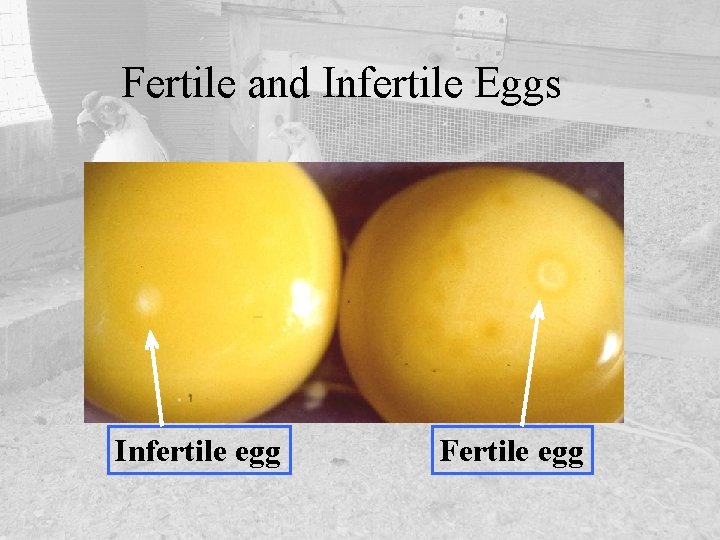 Fertile and Infertile Eggs Infertile egg Fertile egg 