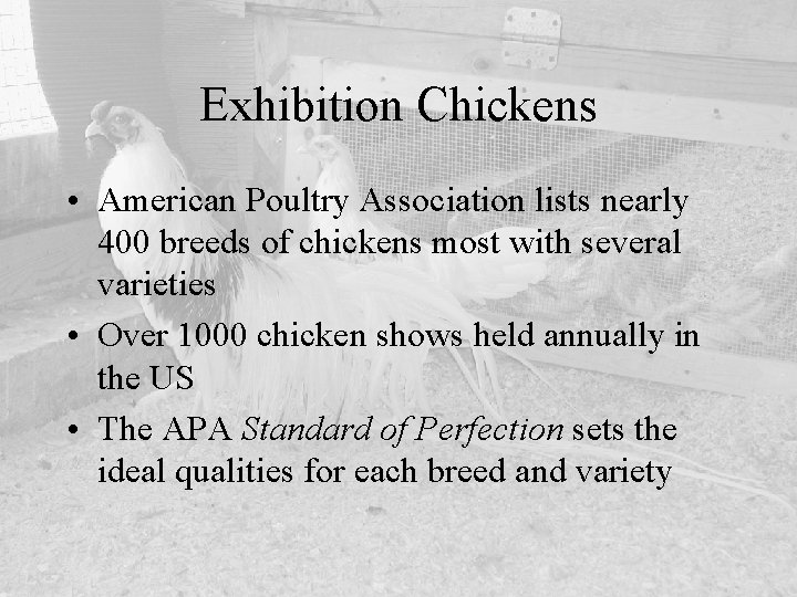 Exhibition Chickens • American Poultry Association lists nearly 400 breeds of chickens most with