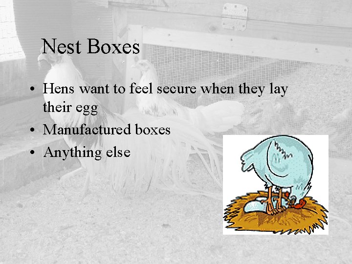 Nest Boxes • Hens want to feel secure when they lay their egg •