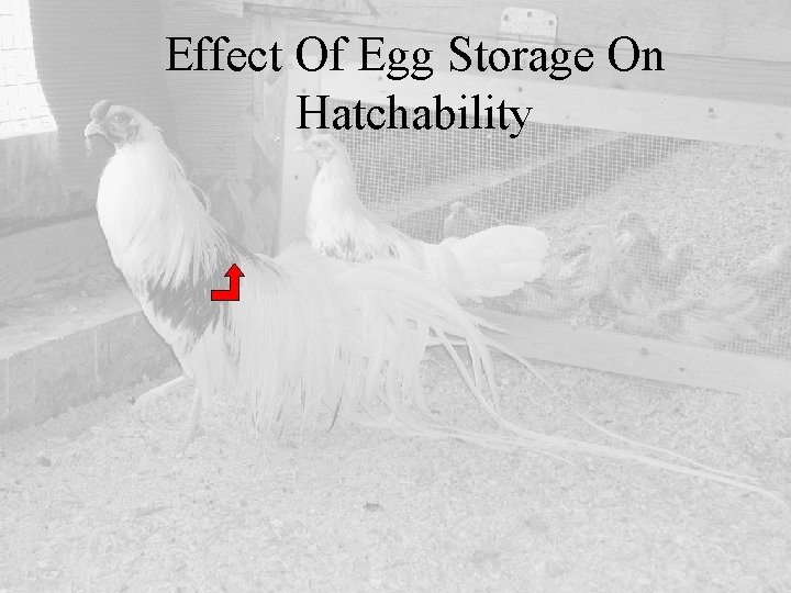 Effect Of Egg Storage On Hatchability 