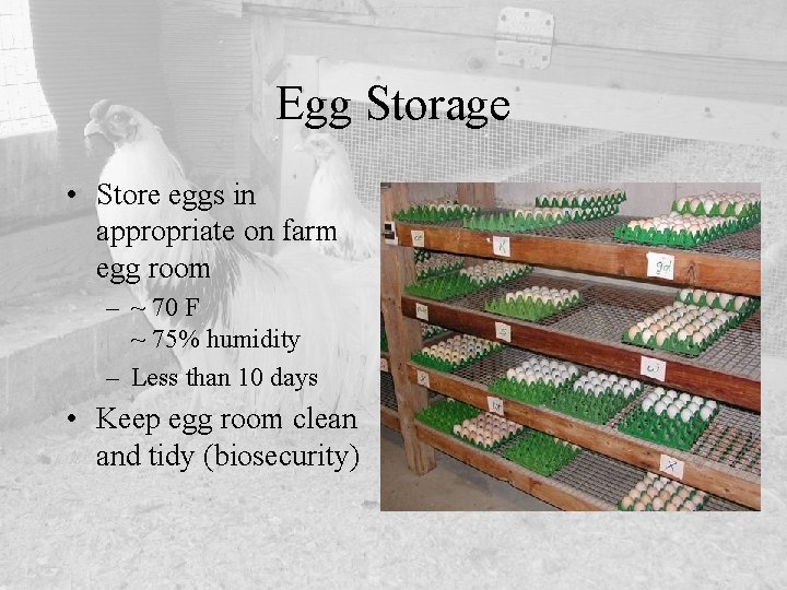 Egg Storage • Store eggs in appropriate on farm egg room – ~ 70