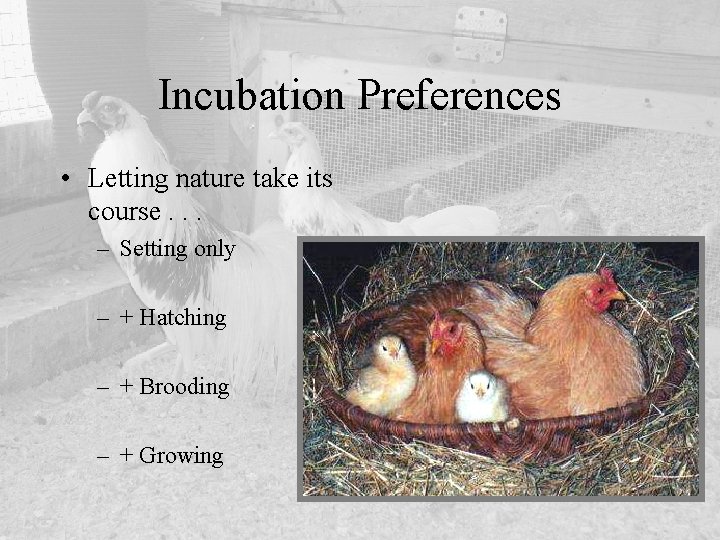 Incubation Preferences • Letting nature take its course. . . – Setting only –