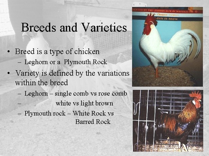 Breeds and Varieties • Breed is a type of chicken – Leghorn or a