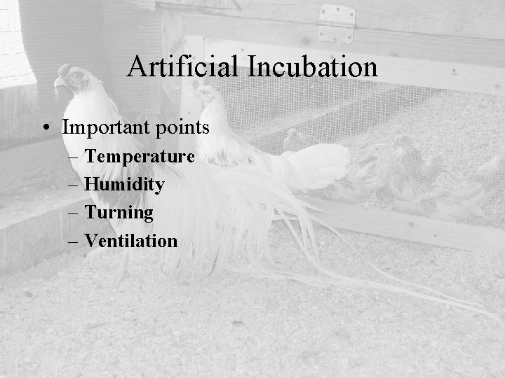 Artificial Incubation • Important points – Temperature – Humidity – Turning – Ventilation 