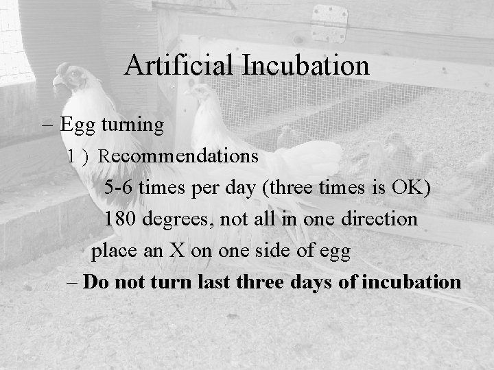 Artificial Incubation – Egg turning 1 ) Recommendations 5 -6 times per day (three