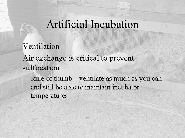 Artificial Incubation – Ventilation Air exchange is critical to prevent suffocation – Rule of