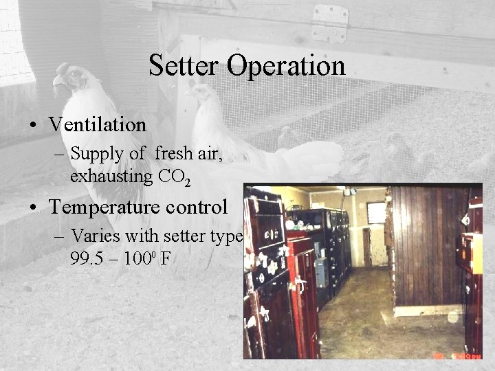 Setter Operation • Ventilation – Supply of fresh air, exhausting CO 2 • Temperature