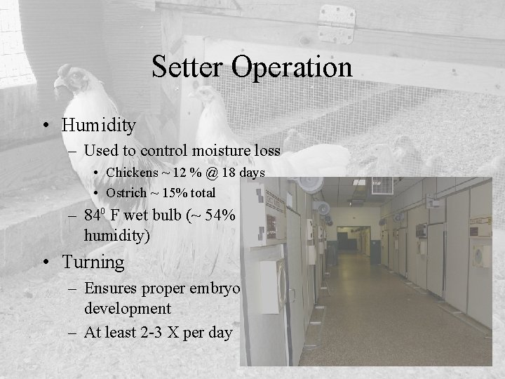 Setter Operation • Humidity – Used to control moisture loss • Chickens ~ 12