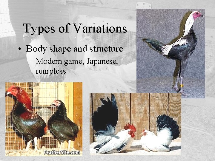 Types of Variations • Body shape and structure – Modern game, Japanese, rumpless 