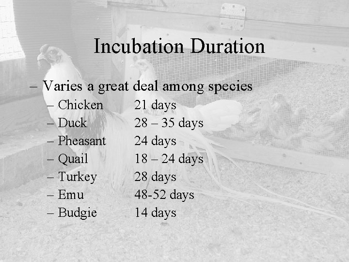 Incubation Duration – Varies a great deal among species – Chicken – Duck –