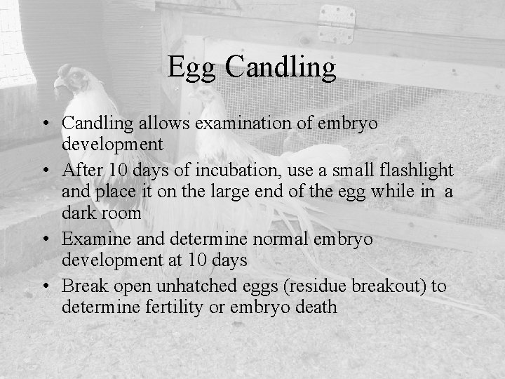 Egg Candling • Candling allows examination of embryo development • After 10 days of