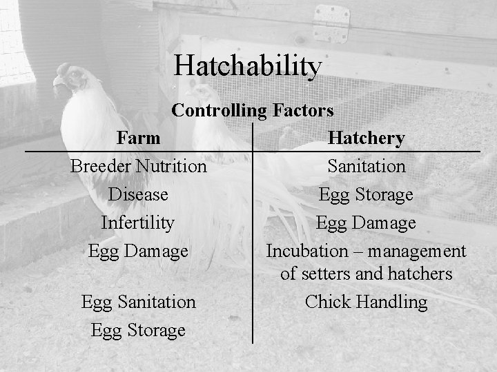 Hatchability Controlling Factors Farm Hatchery Breeder Nutrition Sanitation Disease Egg Storage Infertility Egg Damage