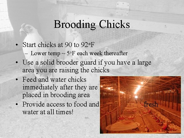Brooding Chicks • Start chicks at 90 to 92 o. F – Lower temp