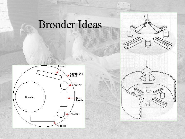 Brooder Ideas 