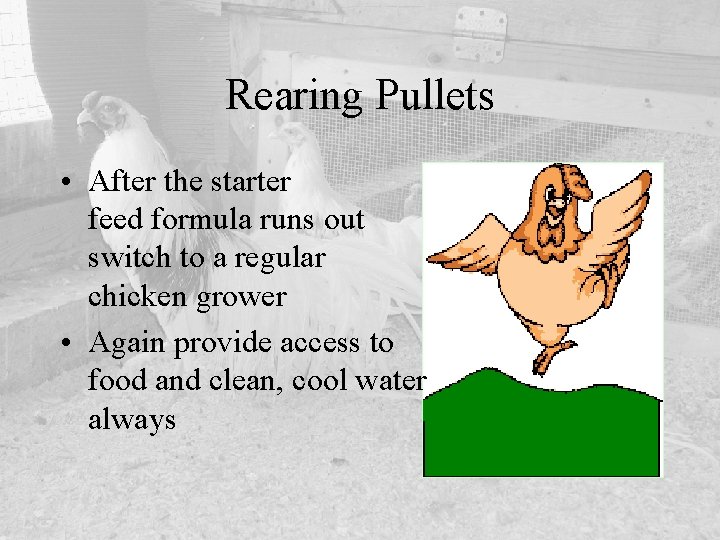 Rearing Pullets • After the starter feed formula runs out switch to a regular