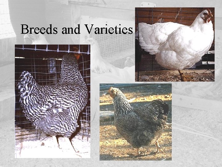 Breeds and Varieties 
