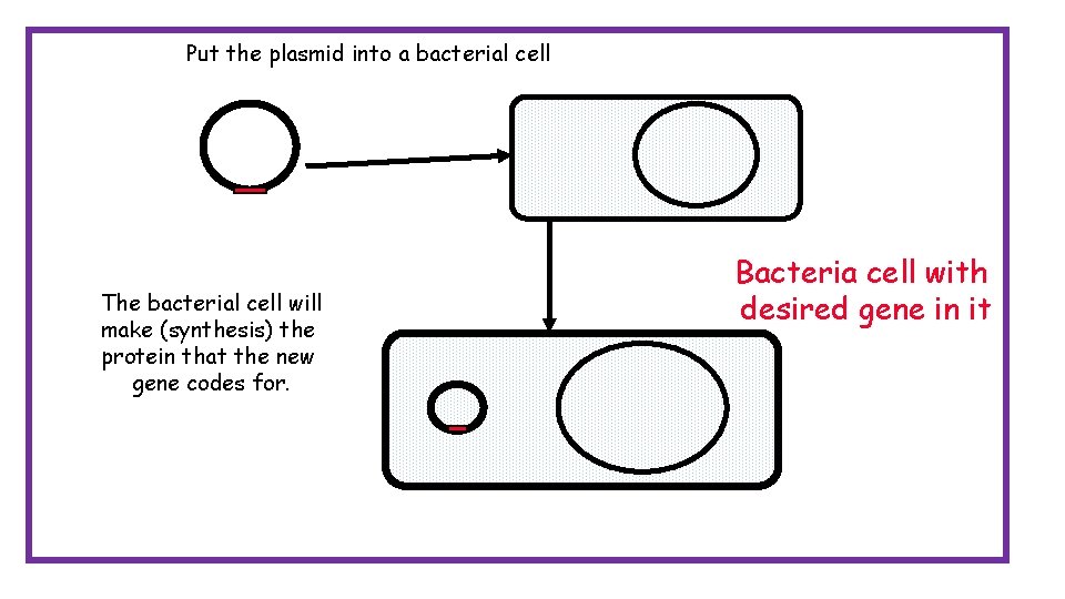 Put the plasmid into a bacterial cell The bacterial cell will make (synthesis) the