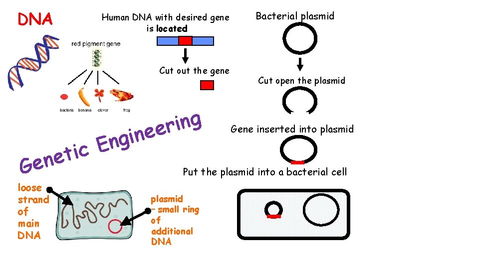 DNA Human DNA with desired gene is located Cut out the gene g n