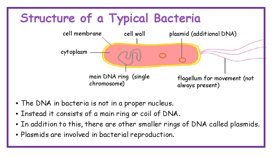 Structure of a Typical Bacteria cell membrane cell wall plasmid (additional DNA) cytoplasm main