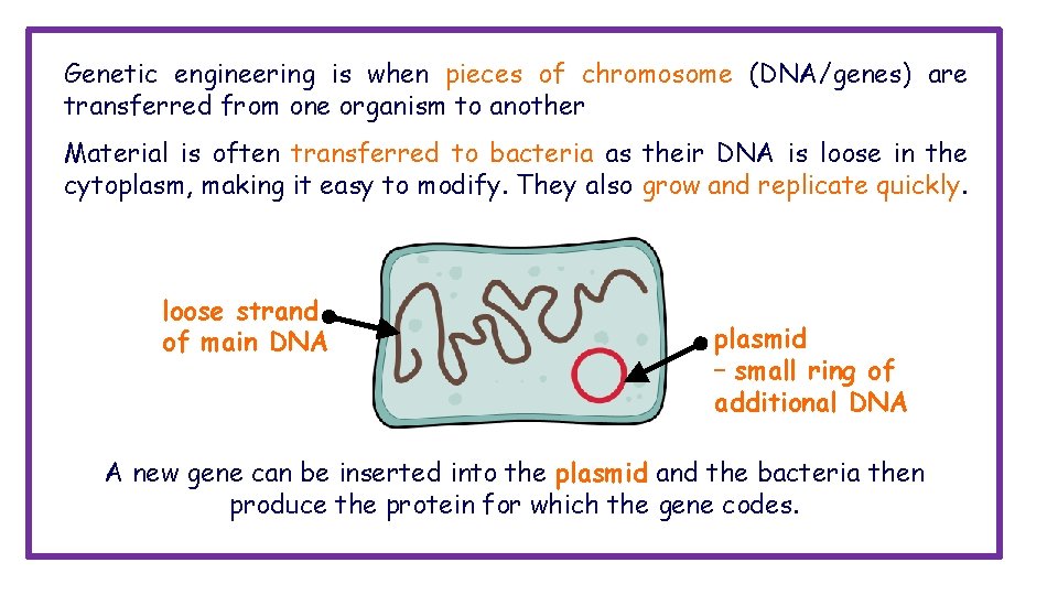 Genetic engineering is when pieces of chromosome (DNA/genes) are transferred from one organism to