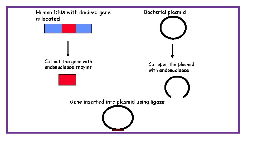 Human DNA with desired gene is located Cut out the gene with endonuclease enzyme