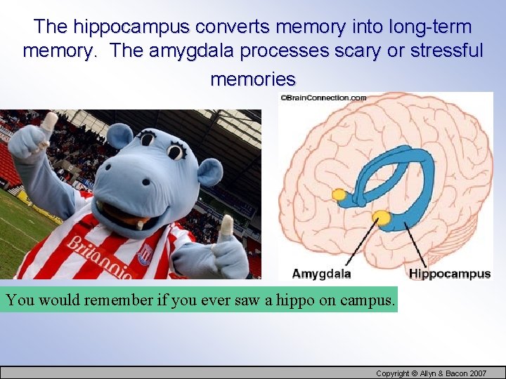 The hippocampus converts memory into long-term memory. The amygdala processes scary or stressful memories
