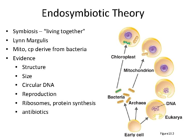 Endosymbiotic Theory • • Symbiosis – “living together” Lynn Margulis Mito, cp derive from