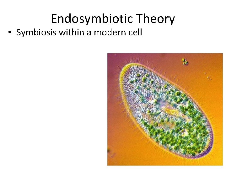 Endosymbiotic Theory • Symbiosis within a modern cell 