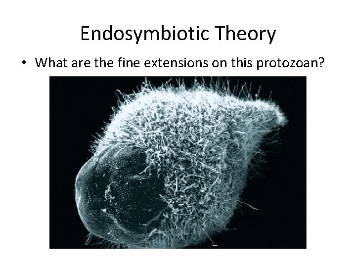 Endosymbiotic Theory • What are the fine extensions on this protozoan? 