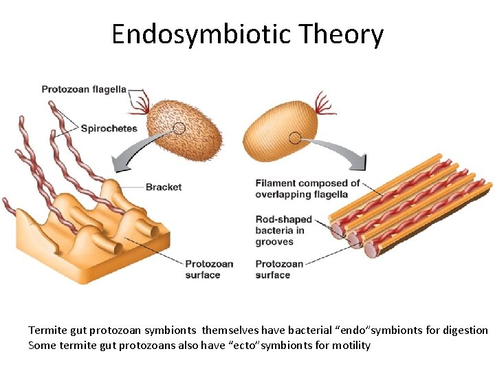 Endosymbiotic Theory Termite gut protozoan symbionts themselves have bacterial “endo”symbionts for digestion Some termite