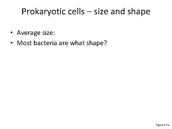Prokaryotic cells – size and shape • Average size: • Most bacteria are what