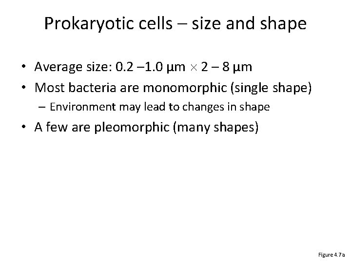 Prokaryotic cells – size and shape • Average size: 0. 2 – 1. 0