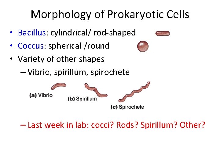 Morphology of Prokaryotic Cells • Bacillus: cylindrical/ rod-shaped • Coccus: spherical /round • Variety