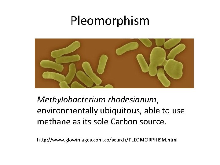 Pleomorphism Methylobacterium rhodesianum, environmentally ubiquitous, able to use methane as its sole Carbon source.
