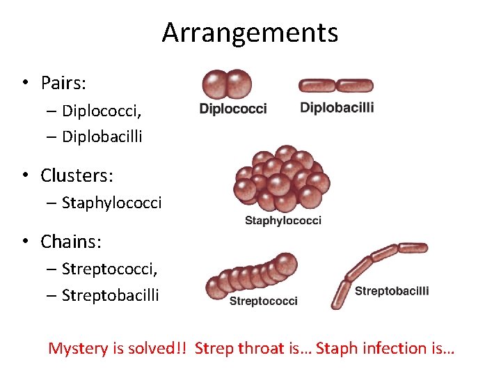 Arrangements • Pairs: – Diplococci, – Diplobacilli • Clusters: – Staphylococci • Chains: –