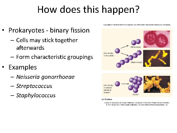 How does this happen? • Prokaryotes - binary fission – Cells may stick together