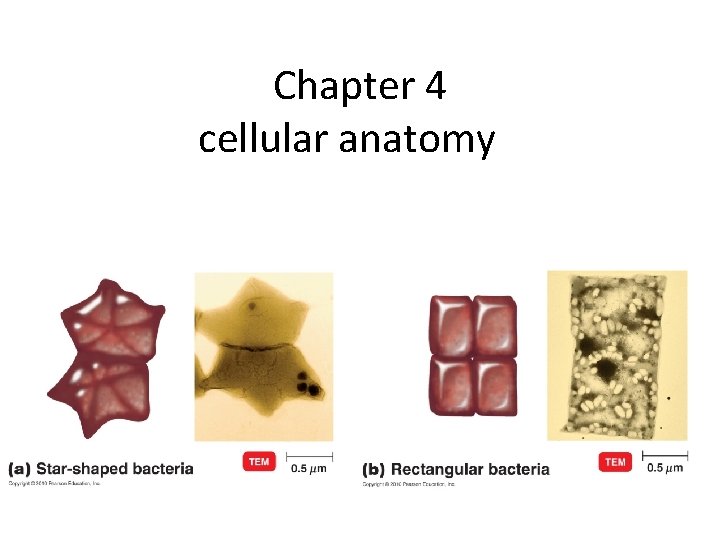 Chapter 4 cellular anatomy 