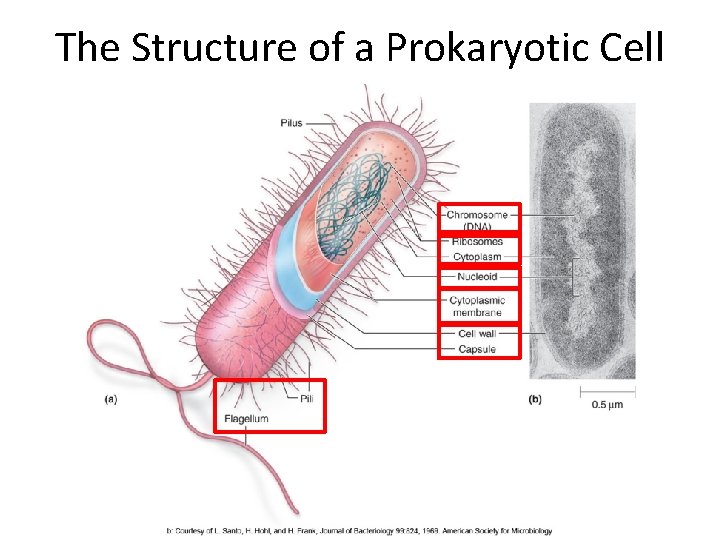 The Structure of a Prokaryotic Cell 