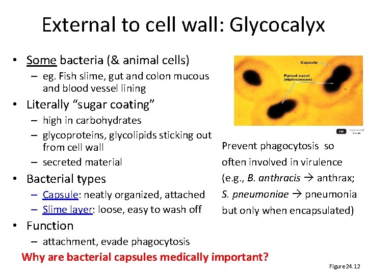 External to cell wall: Glycocalyx • Some bacteria (& animal cells) – eg. Fish